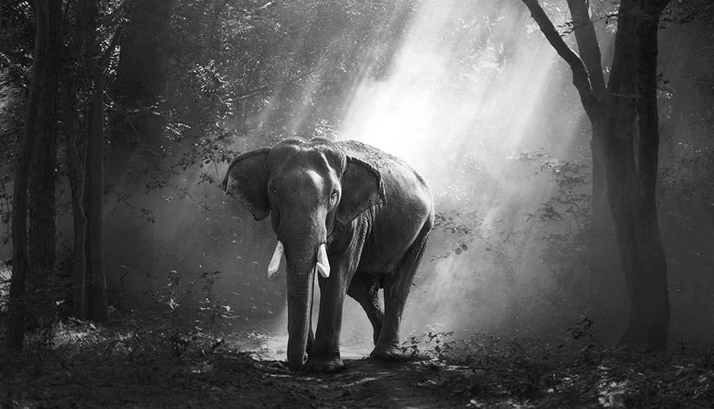 Essential Photography: Teleconverters for Wildlife Mid01 Free Img 1024x587